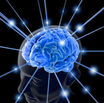 funciones del cerebro humano. propias del cerebro humano